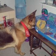 Schæferhund Tiki