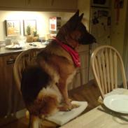 Schæferhund Tiki