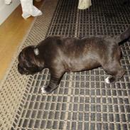 Staffordshire bull terrier Basse