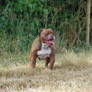 Renascence Bulldogge Gargoyles Brown Sugar