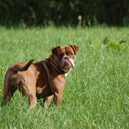 Renascence Bulldogge Gargoyles Brown Sugar