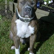 Amerikansk staffordshire terrier Pongo