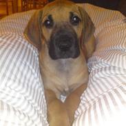 Grand danois Nano hundsen