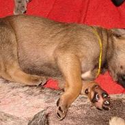 Grand danois Nano hundsen