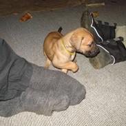 Grand danois Nano hundsen