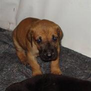 Grand danois Nano hundsen