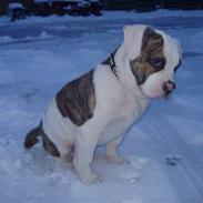 Amerikansk bulldog Kenzo