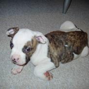 Amerikansk bulldog Kenzo