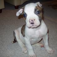 Amerikansk bulldog Kenzo