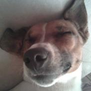 Dansk svensk gaardhund elvis