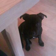 Staffordshire bull terrier Fancystaff Loverboy/Bobby