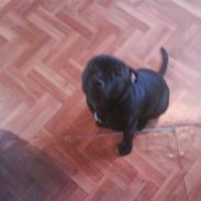 Staffordshire bull terrier Fancystaff Loverboy/Bobby