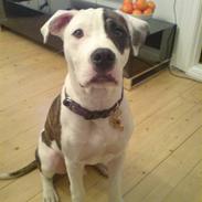 Amerikansk staffordshire terrier Moss