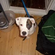 Amerikansk staffordshire terrier Moss