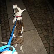 Amerikansk staffordshire terrier Moss