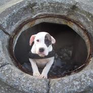 Amerikansk staffordshire terrier Moss