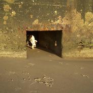 Amerikansk staffordshire terrier Moss