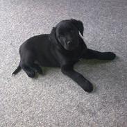Labrador retriever <3 Bonto <3