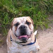 Olde english bulldogge Alfred