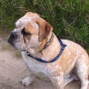 Olde english bulldogge Alfred