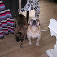 Olde english bulldogge Alfred