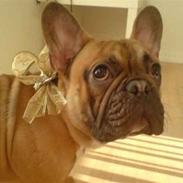 Fransk bulldog Buller