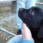 Labrador retriever Molly