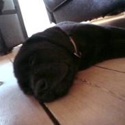 Labrador retriever Molly