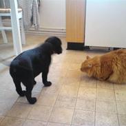 Labrador retriever Molly