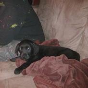 Labrador retriever <3 Bonto <3