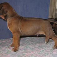 Rhodesian ridgeback Bozzy (Kuzonga's Embo)