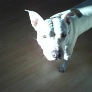 Amerikansk staffordshire terrier Rex
