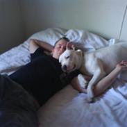 Amerikansk staffordshire terrier Rex