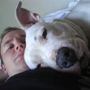 Amerikansk staffordshire terrier Rex