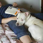 Amerikansk staffordshire terrier Rex
