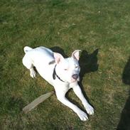 Amerikansk staffordshire terrier Rex