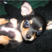 Blanding af racer Bailey