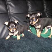 Blanding af racer Bailey