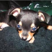 Blanding af racer Bailey