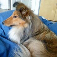 Shetland sheepdog queenie