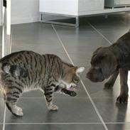 Labrador retriever "Chigo"