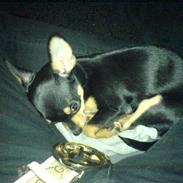 Blanding af racer Bailey