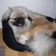 Pekingeser basse