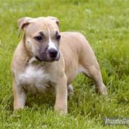 Amerikansk staffordshire terrier Mikki