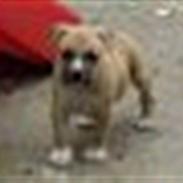 Amerikansk staffordshire terrier Mikki