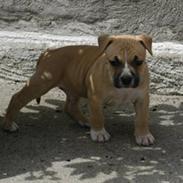 Amerikansk staffordshire terrier Mikki