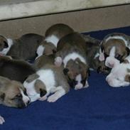 Amerikansk staffordshire terrier Mikki