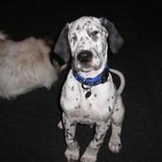 Blanding af racer Pongo