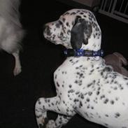 Blanding af racer Pongo