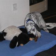 Blanding af racer Pongo